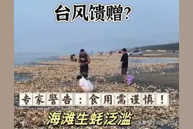 台风馈赠？海滩生蚝泛滥，居民疯狂捡拾，专家警告：食用需谨慎！图片