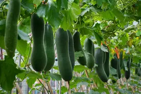 夏天熟的瓜叫“冬瓜”？它的5个冷知识，很多的人现在都不知道图片