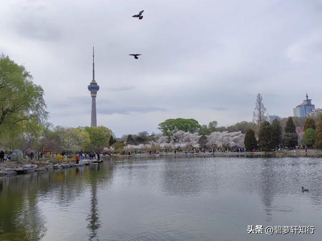 北京玉渊潭，赏樱正当时