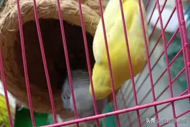 养鹦鹉真别贪多：一年生几窝？亲历者告诉你掏心窝的实话图片