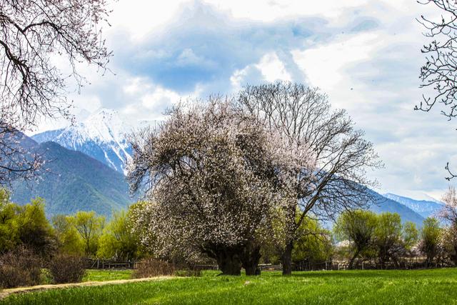 雪域西藏壮美桃魂，大美林芝花染嘎拉村，桃花尽情绽放醉人间