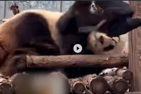 欺熊太甚！大熊猫的起床气把乌鸦扇飞图片