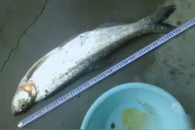 俗称“翘嘴鱼”，长相怪异离水即死，却出身名门，是历代皇室贡品图片