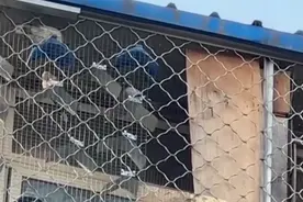 信鸽协会会员持证养200多只鸽子 楼下到处是鸽粪 律师：持证养鸽也不能妨碍邻居图片