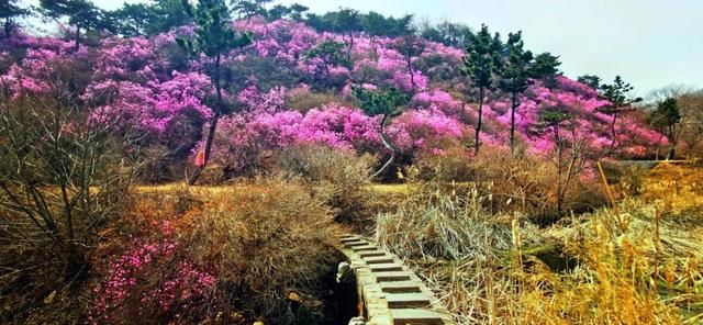 藏不住啦！五莲“兰槿”花火爆全网！
