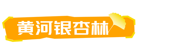生为山东「银」，何其有「杏」！