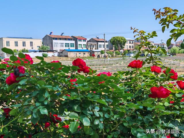 云梦初夏好风光，秦皇河畔醉田园