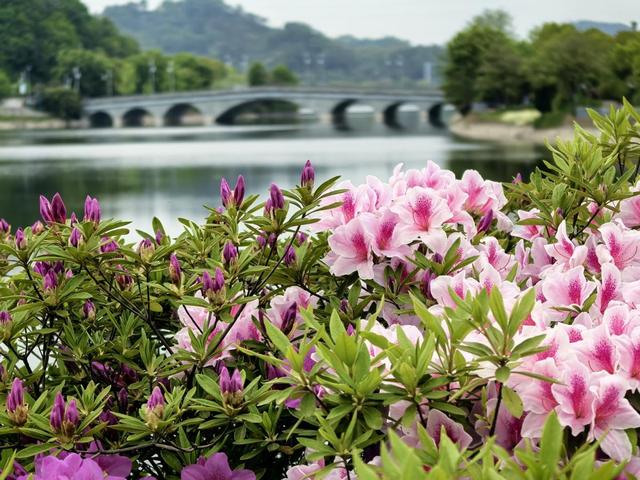 来武当山的100个理由丨太极湖畔春意浓 踏春赏景享悠然