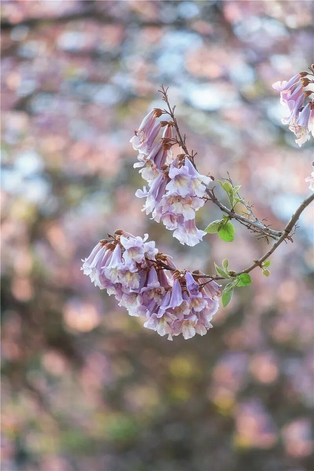 坐标昆明，限时花廊上线！4月中旬前速来！