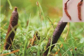 浅谈冬虫夏草的使用图片