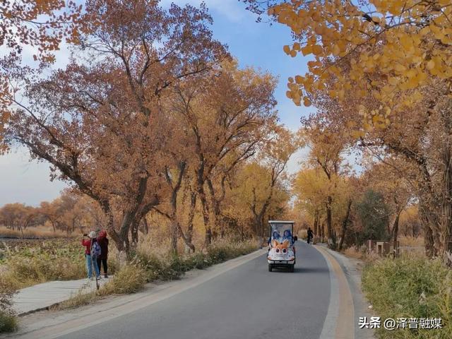 泽普胡杨迎来最佳观赏期 金黄画卷引客来 胡杨美景生共鸣