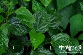 颜陵君话中医：海风藤图片