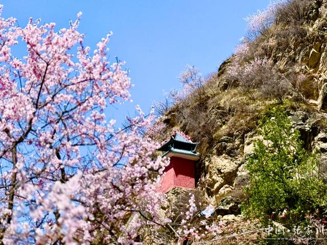 诗意春芳华·花开张家川