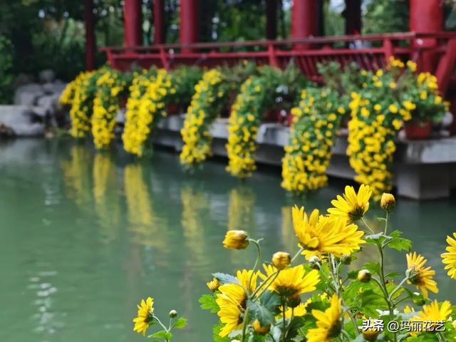 不一样的美！西湖菊展，姿态独特的悬崖菊