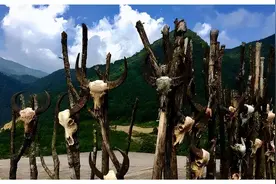 1958年，一家7口被砍头祭祀；同年，佤族砍人头祭谷的习俗被禁止图片