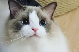 路边的流浪猫别乱喂，后果难以想象，看看你中招没？图片