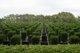 随州花2.7亿元建公墓，强制居民购买？图片