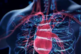 科学家发现人体竟藏着"第二心脏"！你完全想不到它是什么图片