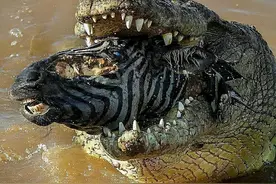 20张残酷生物图:老鼠掉入脱脂剂全身透明，斑马被活吃痛苦而漫长图片