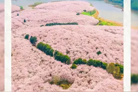 成都最快3.5h刹拢，世界级樱花园！不要门票！周末打来回图片