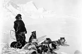 关东旧事之掏仓：全程围观如何用一杆老火枪猎熊，高风险有高回报图片