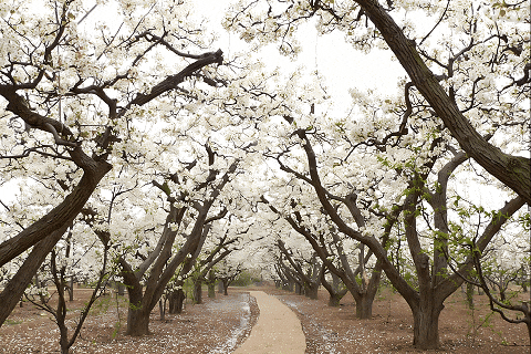 【假期去哪儿】清明超赞攻略：踏青、赶集、抓猪、美食……滨州，全！都！有！