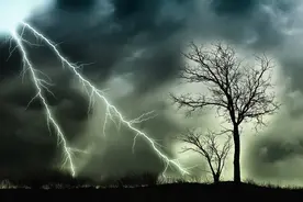 雷霆之力的神木：雷击木！你知道他有什么作用吗？图片