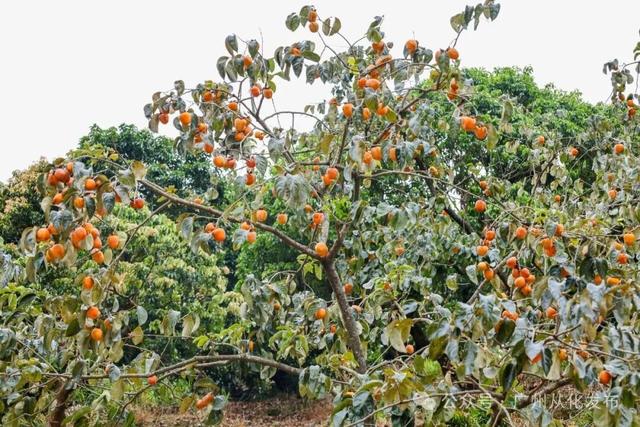 红透山野！从化密石村鸡心柿正当时，解锁“赏柿+住宿+畅行”秋日慢生活