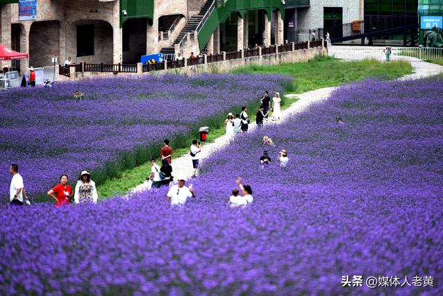 六盘水梅花山雪道变“紫色花海”避暑纳凉添新景