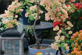 三角梅极限选择，如果每个色系只养一棵图片