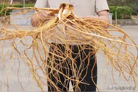 河源人的宝藏药材：五指毛桃，你肯定没见过它的全貌图片
