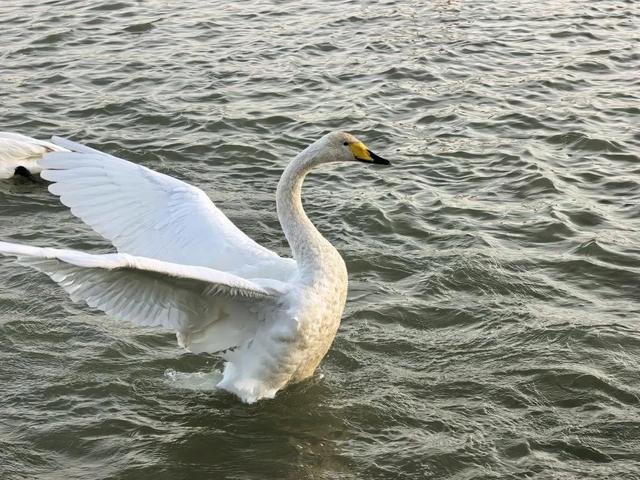 重走丝路看新疆 | 连续二十年赴约 野生天鹅认准“山水梨城”