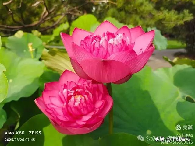 紫竹院竹荷季：一园清风里的诗意相逢｜ 申艳娟