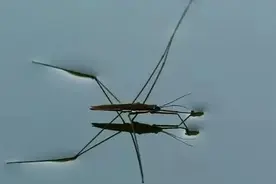 分布于我国多地的一种独特的水生昆虫，适应各种水域环境——水黾图片