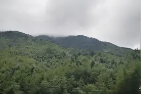 自然资源部：占用基本农田发展林果业如何处罚，由哪个部门执法？图片