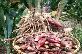 曾是农村不起眼“野菜”，现却在大量出口，还被誉为“亚洲人参”图片