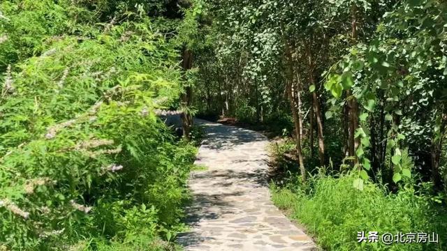 诚邀您共赴一场焕活身心的“森”呼吸之旅！