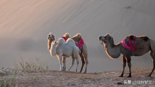 东天山来的驼铃声