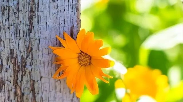 女人，在以下两个时期最容易动真情	，男人要懂得好好把握