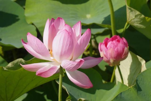 西和晚霞湖：荷韵夏意浓 赏荷正当时