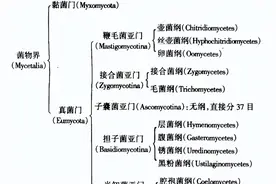 盘点几个违背生命规律的生物：你听说过，跳出三界的“太岁”吗？图片