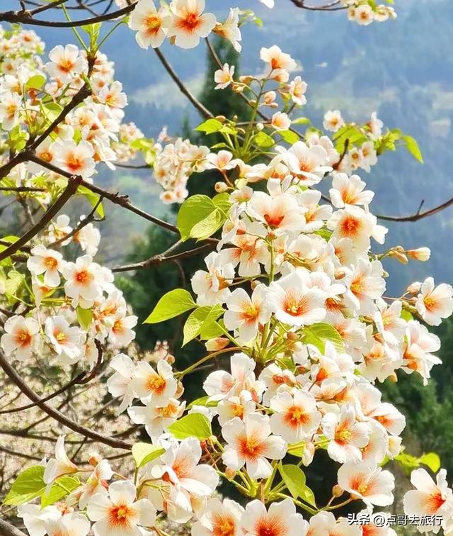 成都最大规模桐子花开了，漫山遍野超级惊艳，太适合现在去旅行！