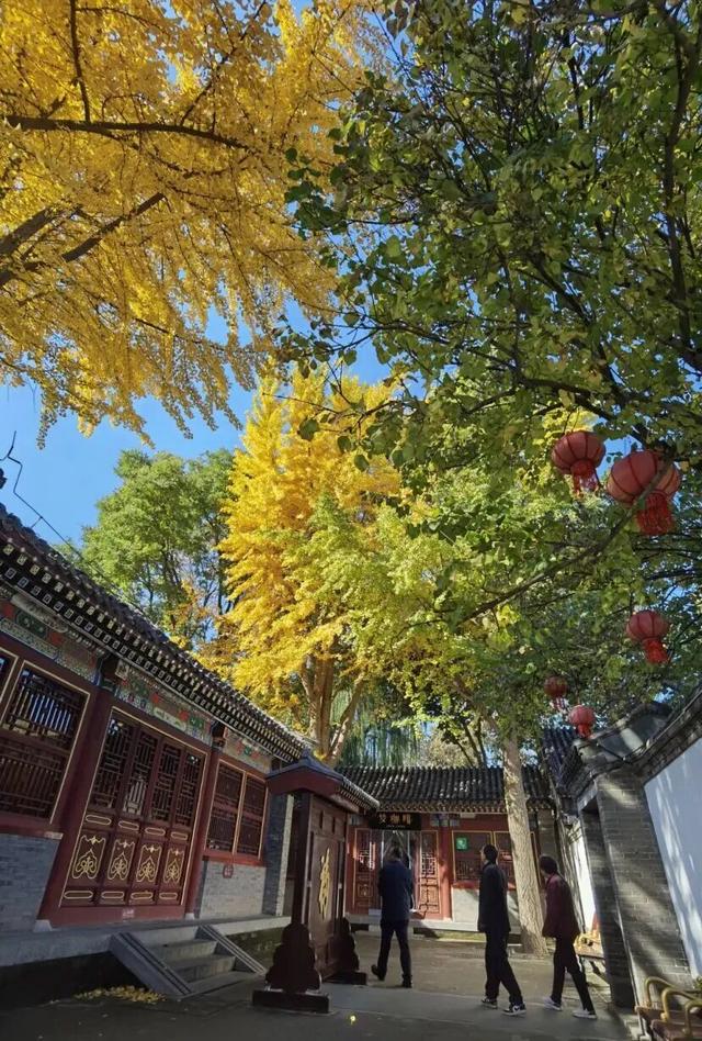 这个季节总要去趟正定，去邂逅那迷人的古建红和金秋黄！