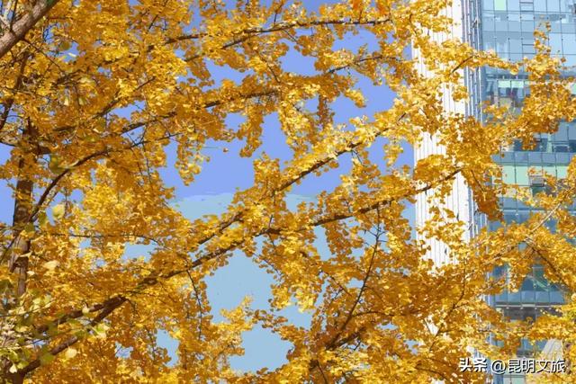 昆明冬日限定的金色浪漫,已加载完成!就藏在昆明这条街……