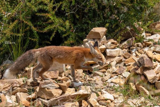 库拉岗日，“戏”真多！