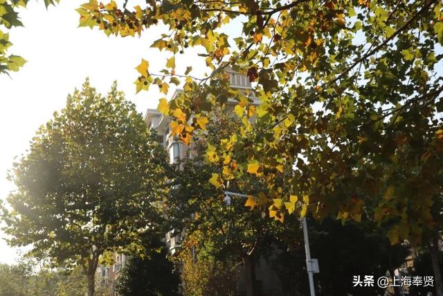 奉贤的秋天，才是上海隐藏的“顶流”！