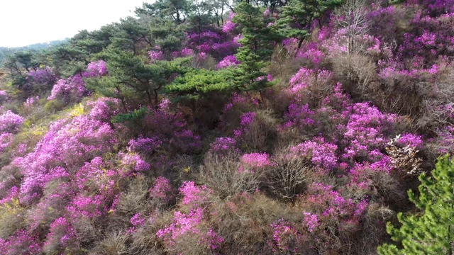 藏不住啦！五莲“兰槿”花火爆全网！