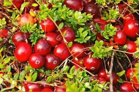 水果百科：蔓越莓图片