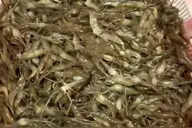 @苏州人 吃虾好实惠，草虾基围虾量多价跌图片