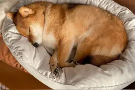 为什么狗子从不半夜蹦迪？从不打扰我们睡觉？真相让人暖心又笑喷图片